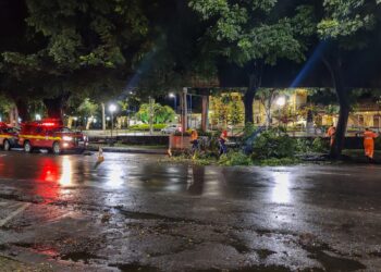 Queda de duas árvores são registradas em Poços de Caldas