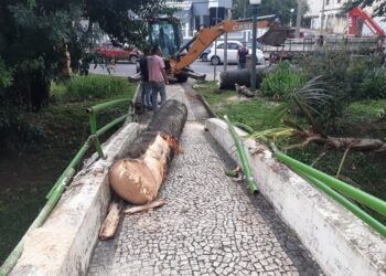 Chuva e ventos fortes causam queda de árvores em Poços