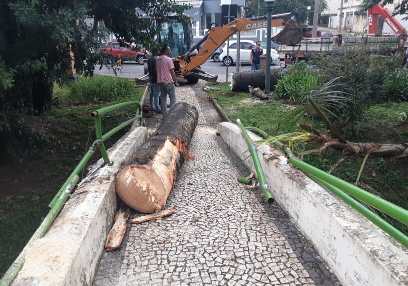Chuva e ventos fortes causam queda de árvores em Poços