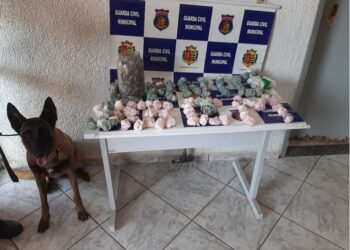 GCM encontra drogas dentro de túmulo em Vargem Grande do Sul