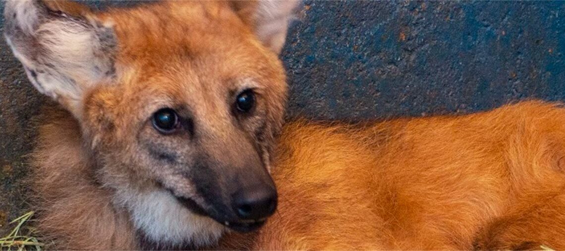 Lobo-guará, vítima de atropelamento, é reabilitado na PUC Minas Poços de Caldas