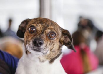 Cadastro para castração animal retorna na segunda (24)
