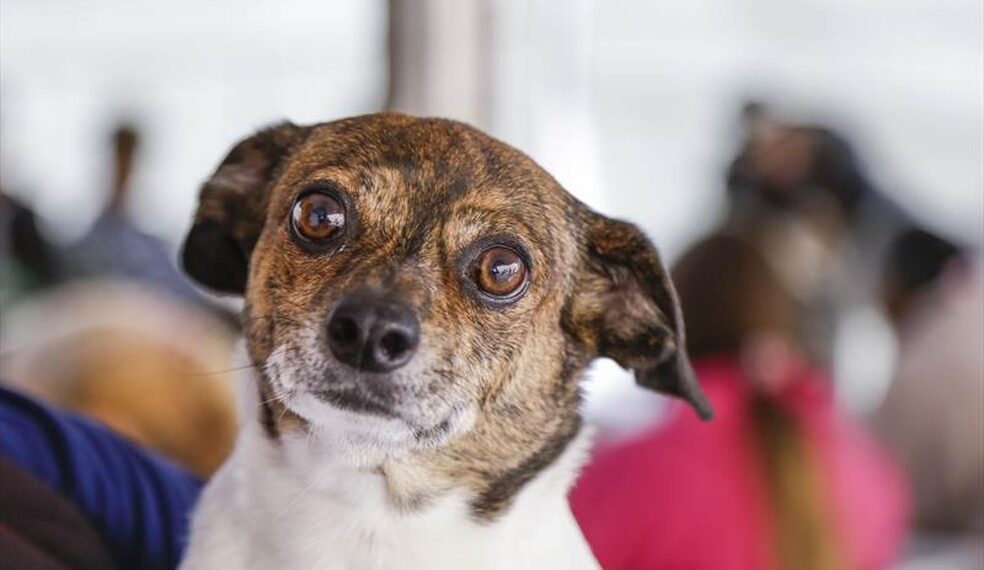Cadastro para castração animal retorna na segunda (24)