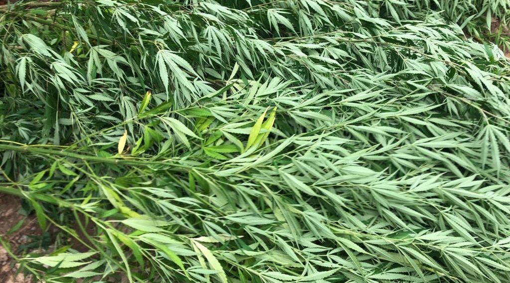 Homem que tinha plantação de maconha é preso em Caldas