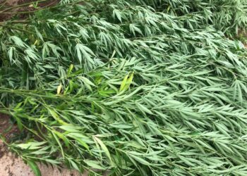 Homem que tinha plantação de maconha é preso em Caldas