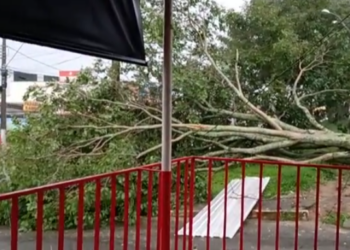 Árvore cai na região sul de Poços de Caldas