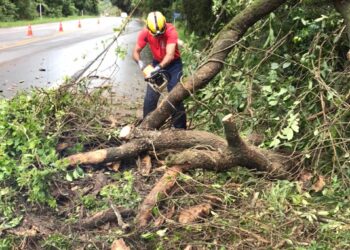Árvore cai na BR 459 próximo a Caldas