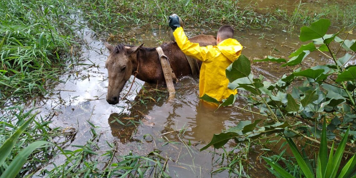 Cavalo atola em açude e é resgatado pelos Bombeiros em Poços de Caldas
