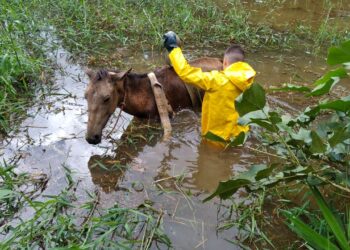 Cavalo atola em açude e é resgatado pelos Bombeiros em Poços de Caldas