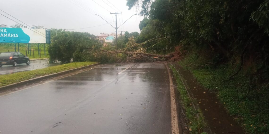 Árvore cai e interdita trânsito na Avenida José Remígio Prezia, em Poços