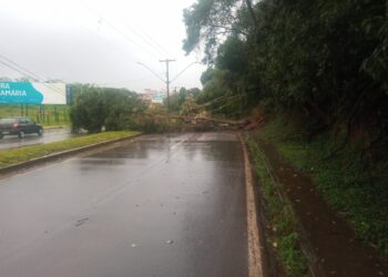 Árvore cai e interdita trânsito na Avenida José Remígio Prezia, em Poços