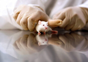 Resolução que reconhece métodos alternativos para substituir uso de animais em pesquisas é publicada