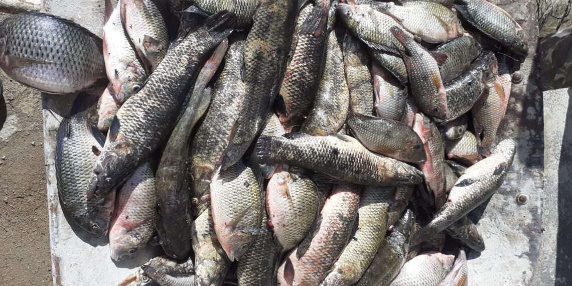Dois pescadores são presos por pesca ilegal em Poços de Caldas