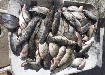 Dois pescadores são presos por pesca ilegal em Poços de Caldas