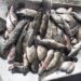 Dois pescadores são presos por pesca ilegal em Poços de Caldas