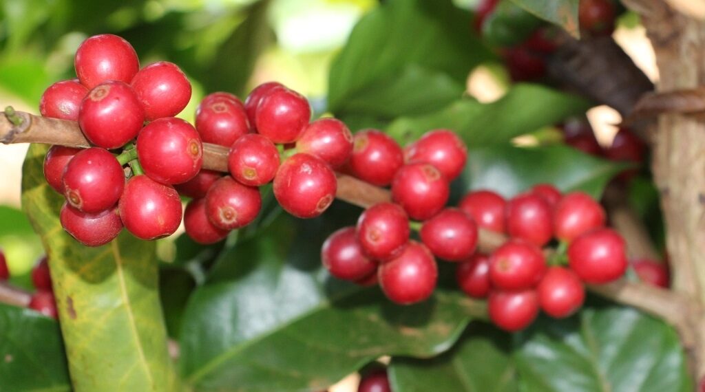 Condições climáticas favorecem a qualidade da próxima safra de café