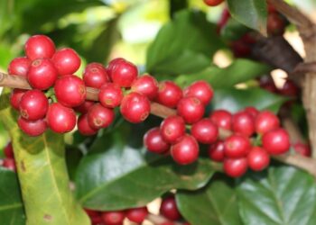 Condições climáticas favorecem a qualidade da próxima safra de café