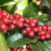 Condições climáticas favorecem a qualidade da próxima safra de café