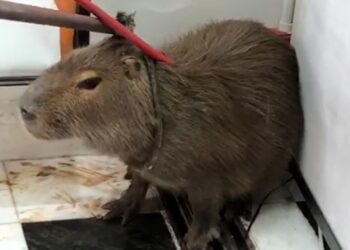 Capivara é capturada dentro da Câmara Municipal de Poços de Caldas