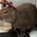 Capivara é capturada dentro da Câmara Municipal de Poços de Caldas