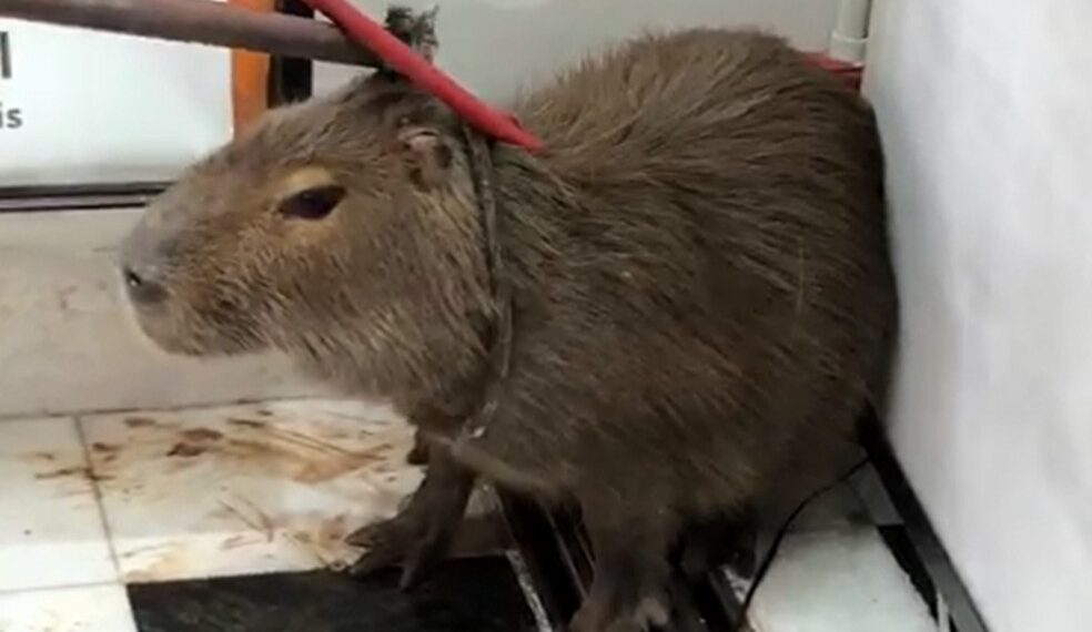 Capivara é capturada dentro da Câmara Municipal de Poços de Caldas