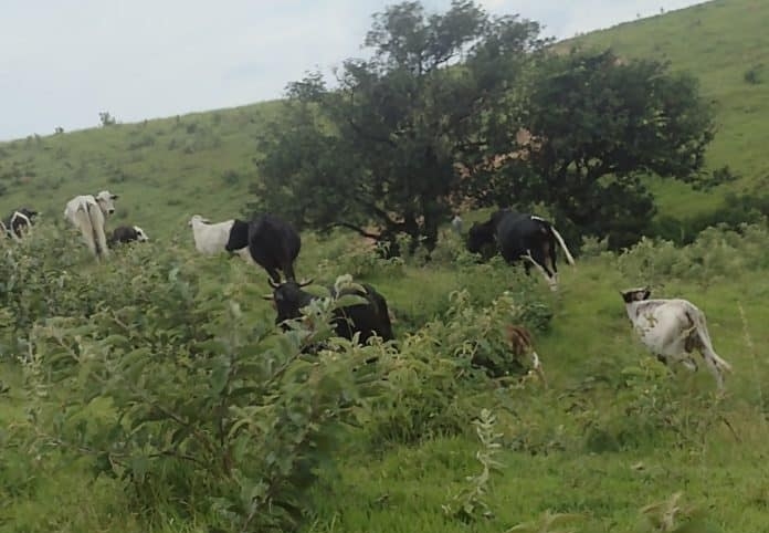 Duas pessoas são presas em Andradas e Inconfidentes durante a apreensão de gado furtado