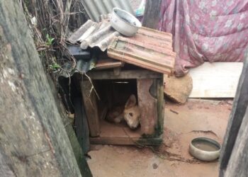Mulher de 43 anos é presa por maus tratos aos animais em Santa Rita de Caldas