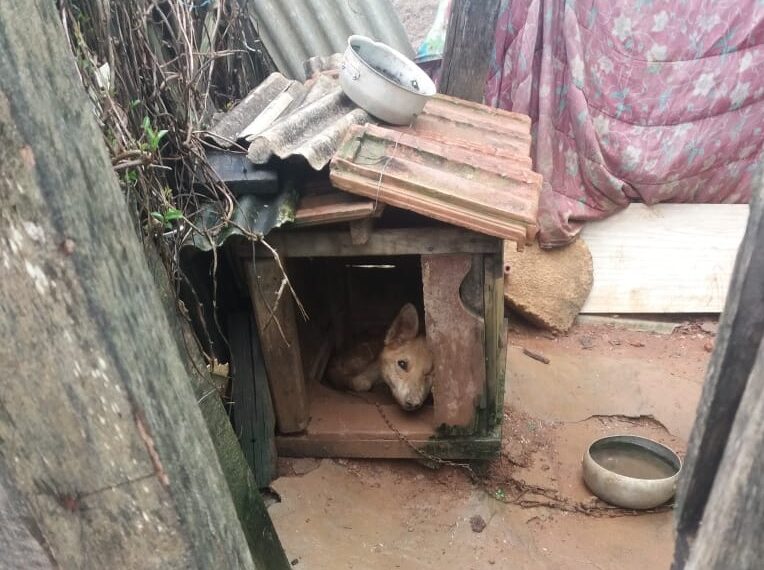 Mulher de 43 anos é presa por maus tratos aos animais em Santa Rita de Caldas