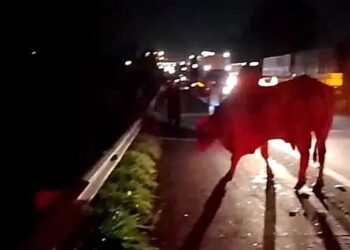 Homem morre após atropelar boi na Rodovia Anhanguera, em Pirassununga