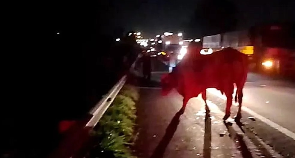 Homem morre após atropelar boi na Rodovia Anhanguera, em Pirassununga