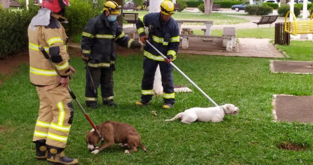 Pitbulls são capturados pelos bombeiros após atacarem pedestres em Guaxupé