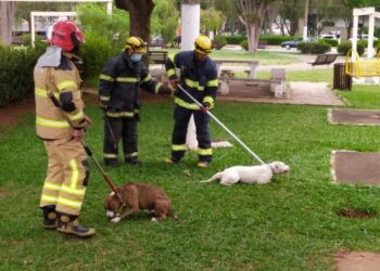 Pitbulls são capturados pelos bombeiros após atacarem pedestres em Guaxupé