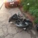 Motociclista morre em acidente entre Andradas e Santo Antônio do Jardim-SP