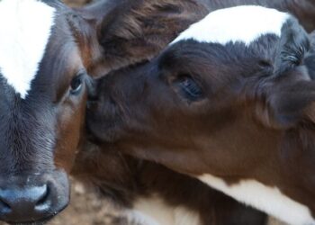 IMA alerta para importância da vacinação contra a brucelose