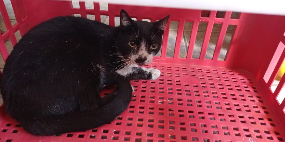 Gato é resgatado de dentro de motor de carro em Poços de Caldas