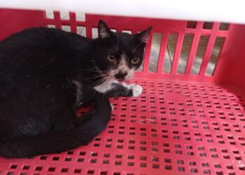 Gato é resgatado de dentro de motor de carro em Poços de Caldas