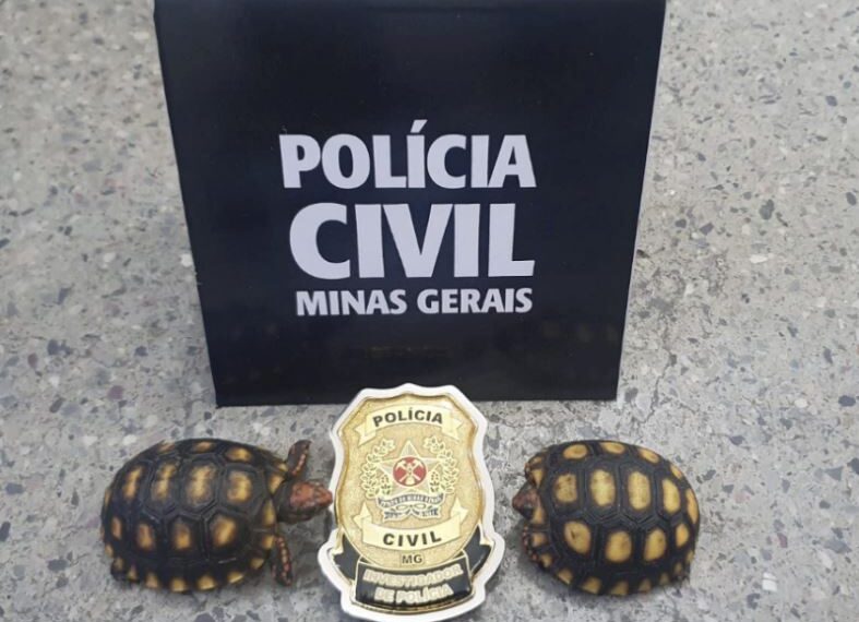 Polícia Civil realiza ação contra venda ilegal de animais e prende duas pessoas em Poços