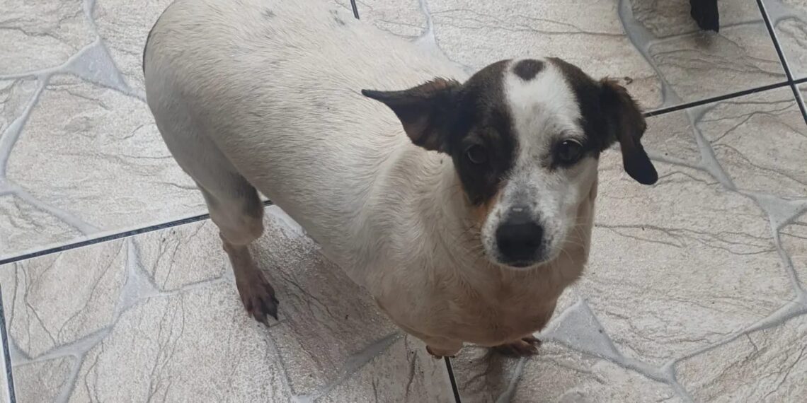 Família procura por cachorrinha desaparecida em Poços de Caldas