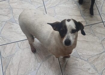 Família procura por cachorrinha desaparecida em Poços de Caldas