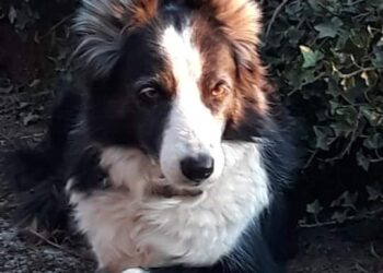 SAÚDE ANIMAL | Veterinária dá dicas de como cuidar dos Pets