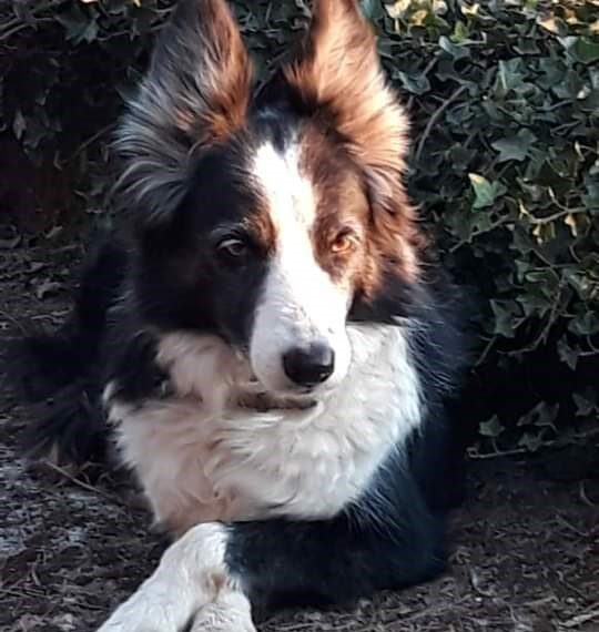 SAÚDE ANIMAL | Veterinária dá dicas de como cuidar dos Pets