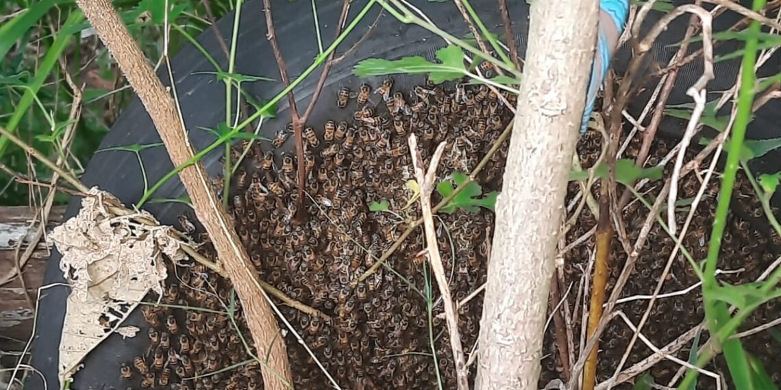Cinco pessoas são socorridas após ataque de enxame de abelhas em Poços de Caldas