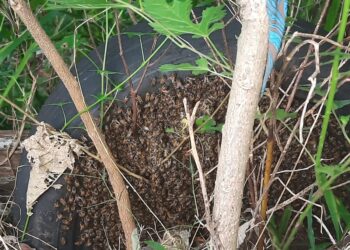 Cinco pessoas são socorridas após ataque de enxame de abelhas em Poços de Caldas