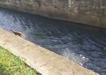 Bombeiros resgatam filhote de cervo em Poços de Caldas