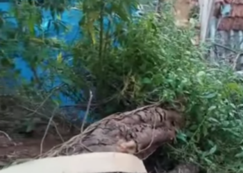 Bombeiros cortam árvore caída sobre telhado de residência em Poços de Caldas