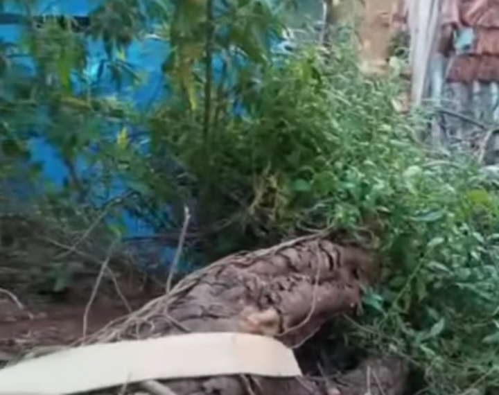 Bombeiros cortam árvore caída sobre telhado de residência em Poços de Caldas