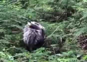 VÍDEO| Família de gambá é capturada em residência em Poços de Caldas