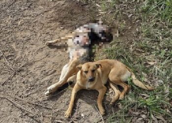 Cão passa vários dias ao lado de amiga atropelada em Poços de Caldas