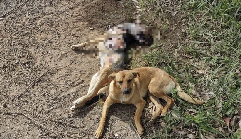 Cão passa vários dias ao lado de amiga atropelada em Poços de Caldas