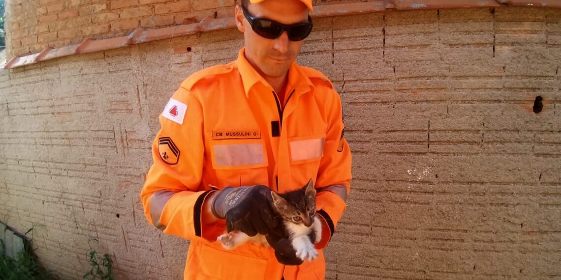 Gato resgatado pelos Bombeiros é adotado em Poços de Caldas